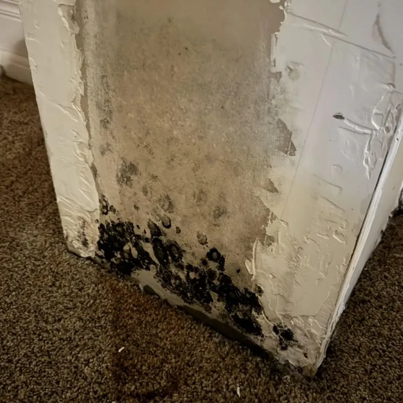 Professional Mold Removal in Old Orchard, PA